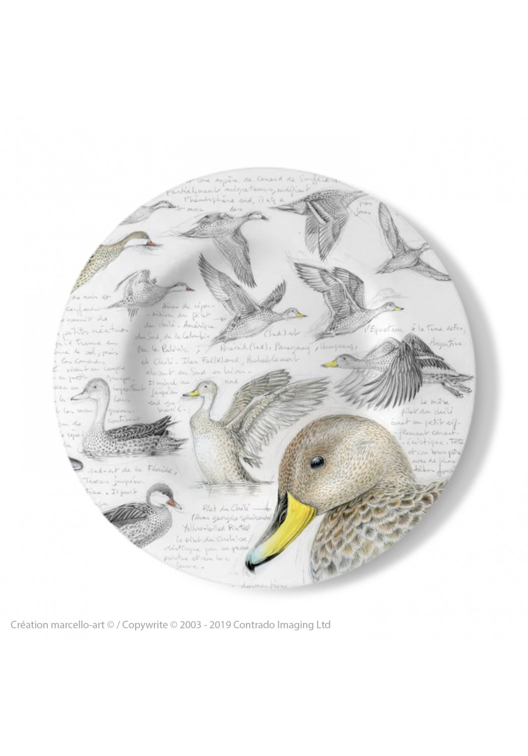 Marcello-art: Decorating Plates Decoration plates 234 White-cheeked pintail & Yellow-billed Pintail