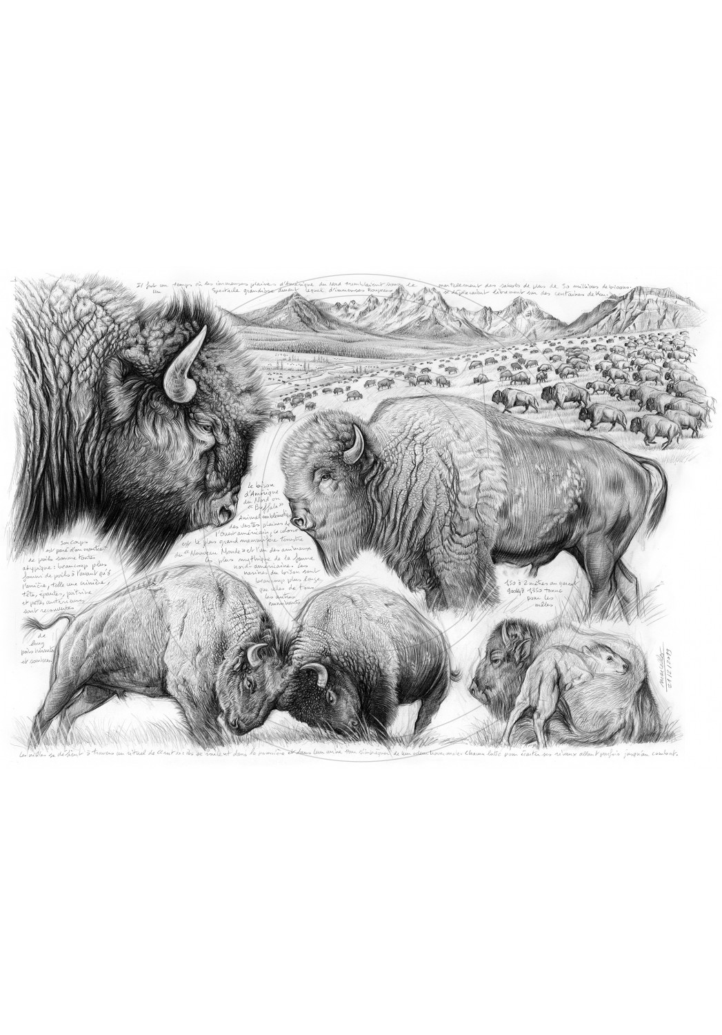 Marcello-art: Wild temperate zones 390 - Tatanka, American buffalo