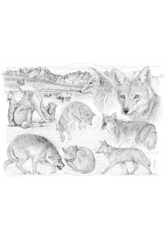 Marcello-art: Wild temperate zones 391 - American coyote