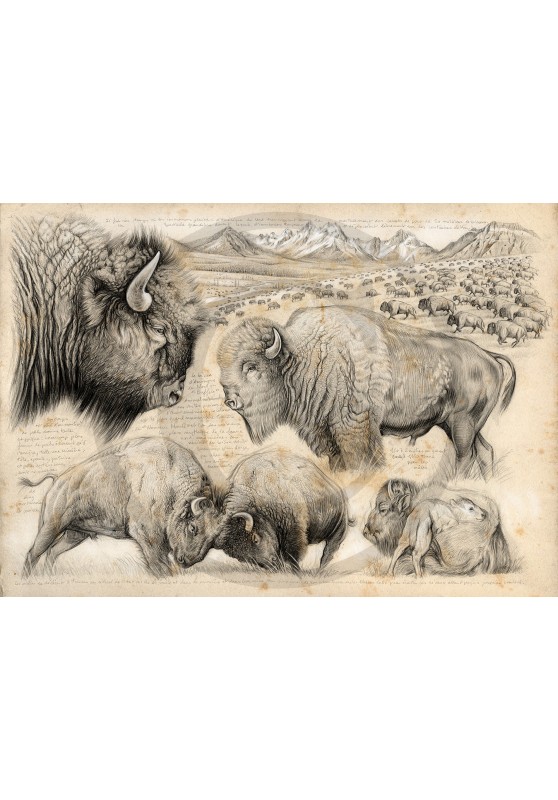 Marcello-art : Faune zone tempérée 390 - Tatanka, bison d'Amérique