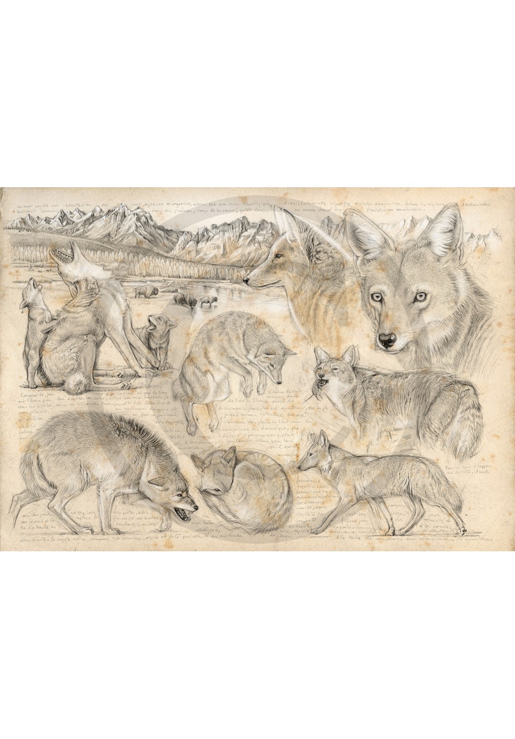 Marcello-art: Fauna temperate zone 391 - American coyote