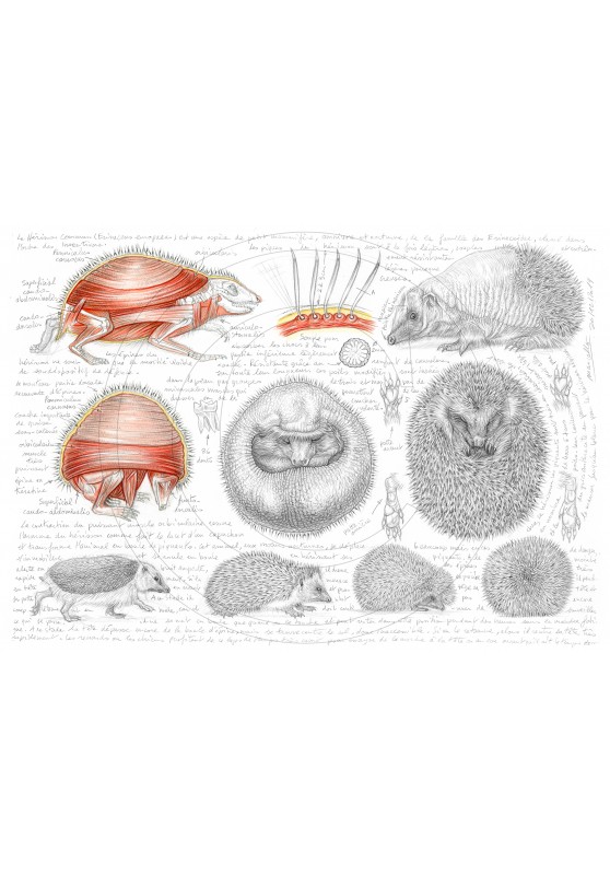 Marcello-art : Faune zones tempérées 401 - Anatomie Erinaceus europaeus