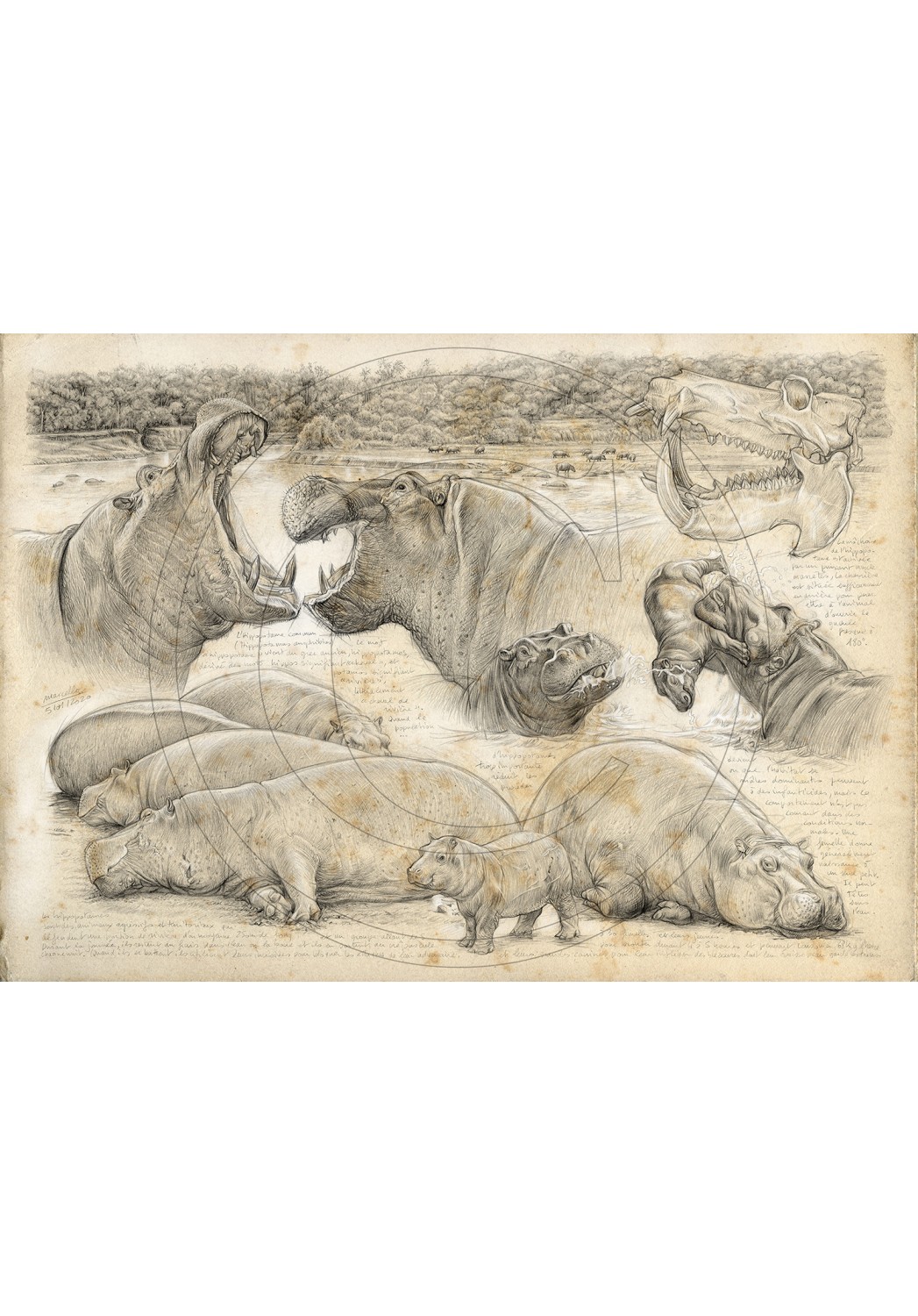 Marcello-art : Sur papier 402 - Olmakau, hippopotame