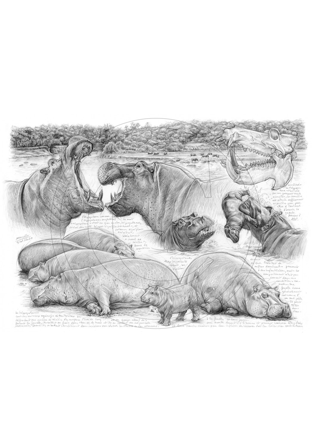Marcello-art: African Wildlife 402 - Olmakau, Hippopotamus