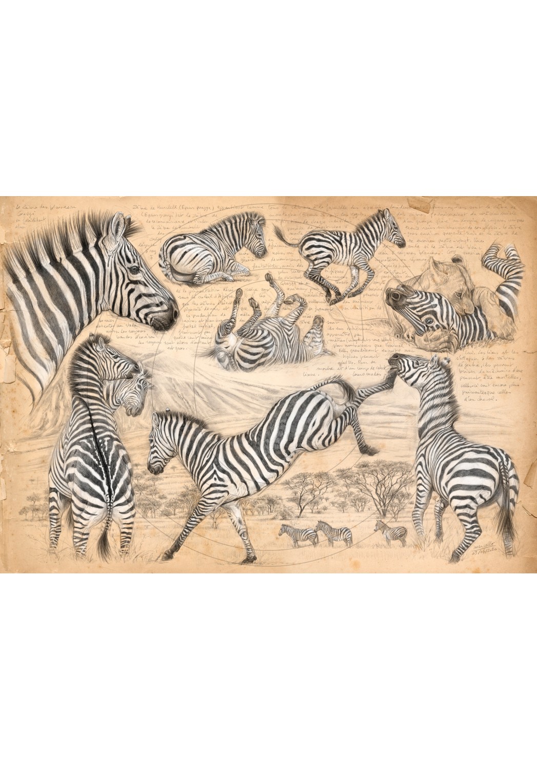 Marcello-art : Sur papier 403 - Equus quagga