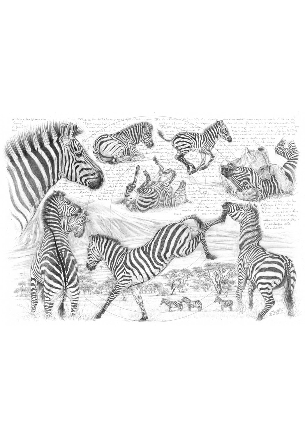 Marcello-art: African Wildlife 403 - Equus quagga
