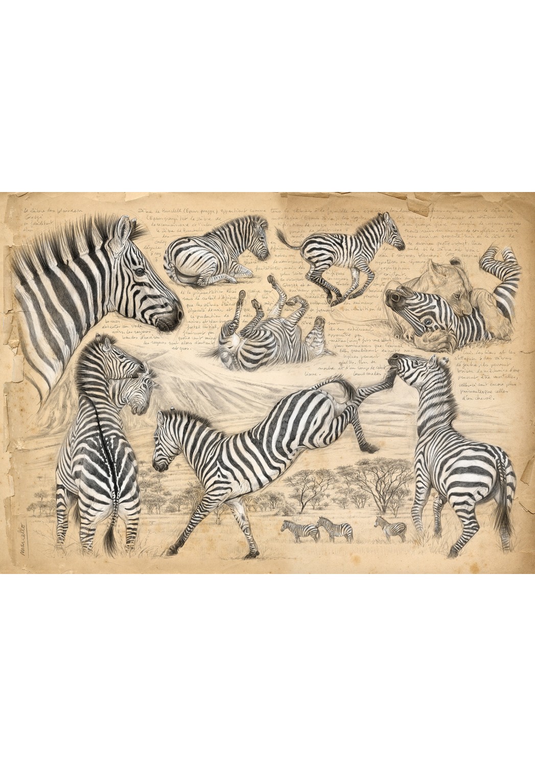 Marcello-art : Cartes de faire part 403 - Equus quagga