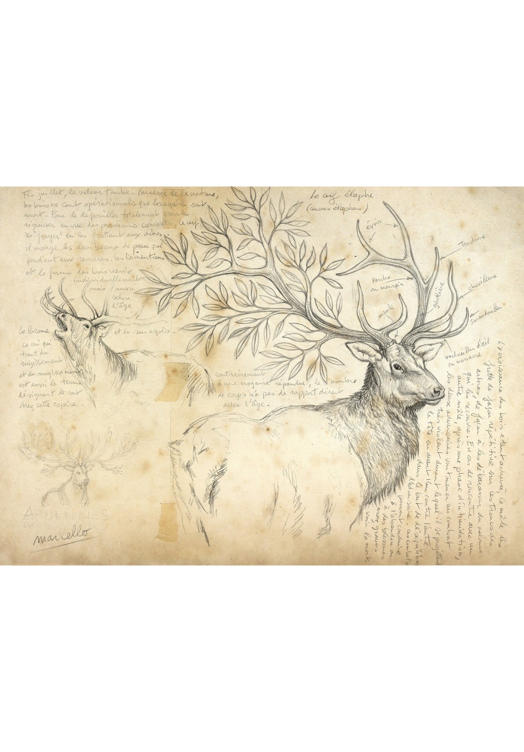 Marcello-art: Wish Card 16 - Wood of deer