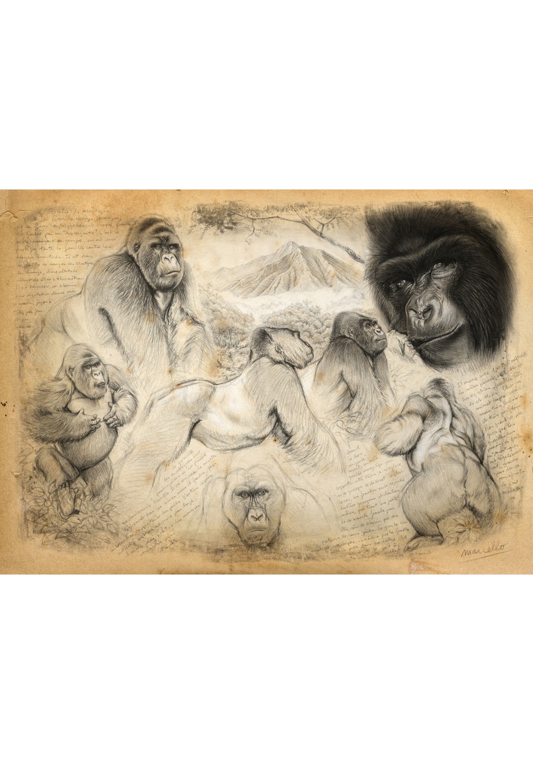 Marcello-art : Cartes de faire part 193 - Gorille de montagne