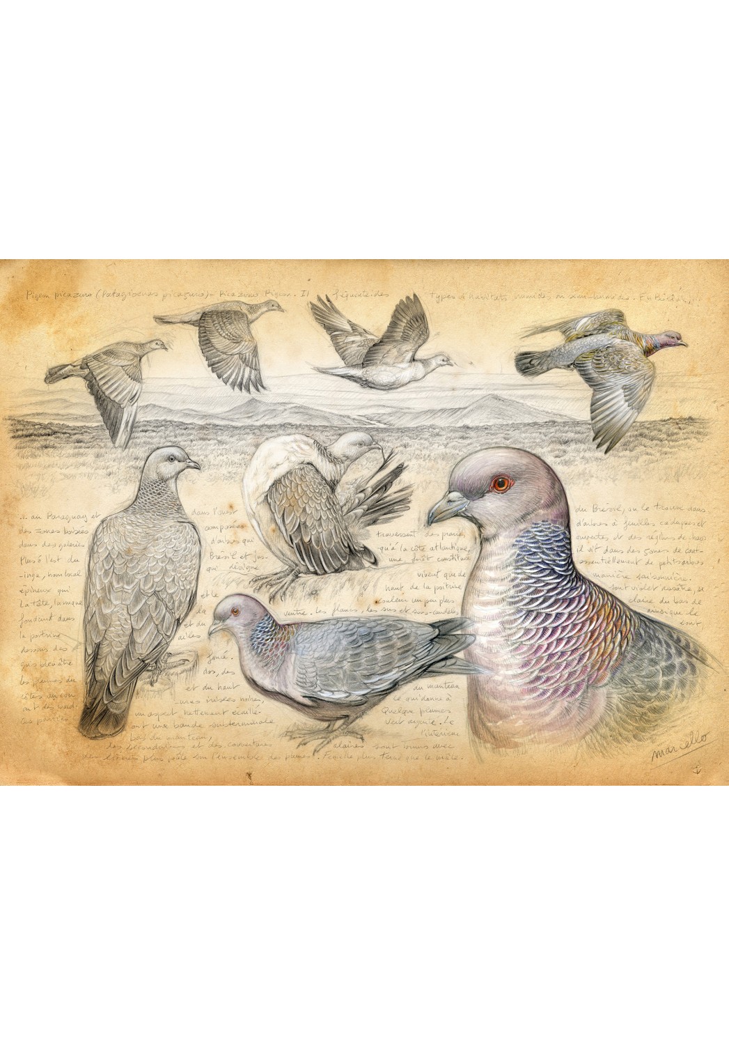Marcello-art : Cartes de faire part 233 - Pigeon picazuro