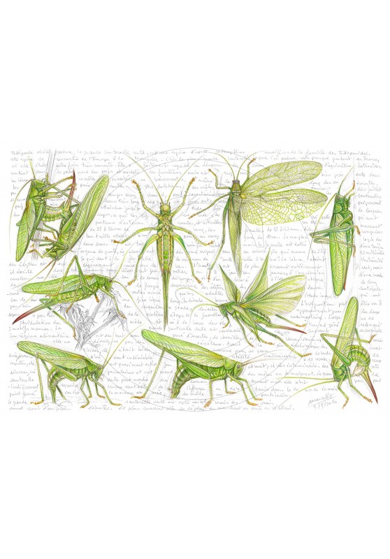 Marcello-art : Entomologie 419 - Tettigonia viridissima