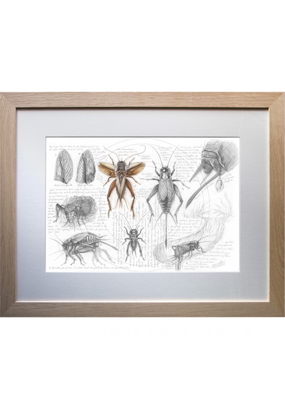 Marcello-art: Entomology 420 - Gryllus campestris