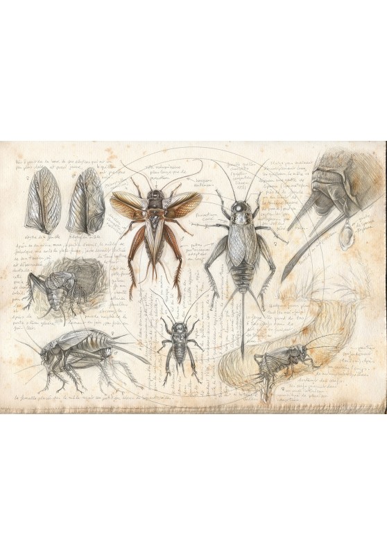 Marcello-art: Entomology 420 - Gryllus campestris