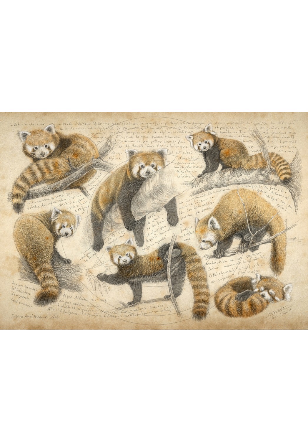 Marcello-art : Sur papier 423 - Panda roux