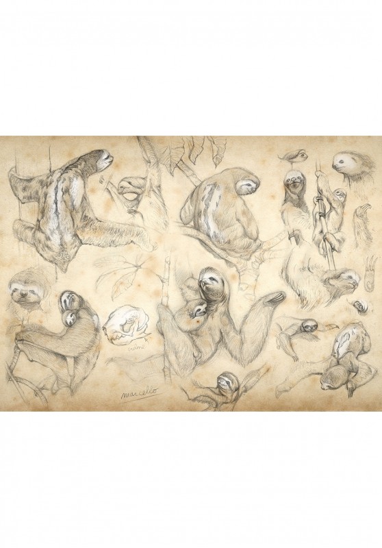 Marcello-art: Wish Card 424 - Three-Fingered Sloths