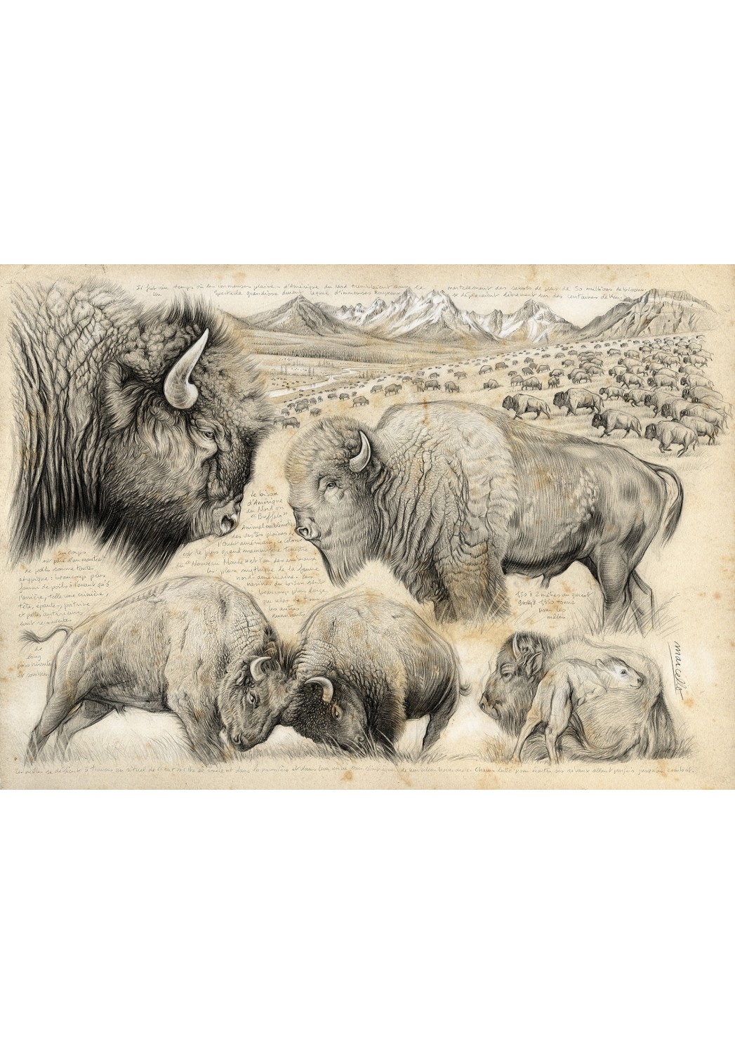 Marcello-art : Cartes de faire part 390 - Tatanka, bison d'Amérique