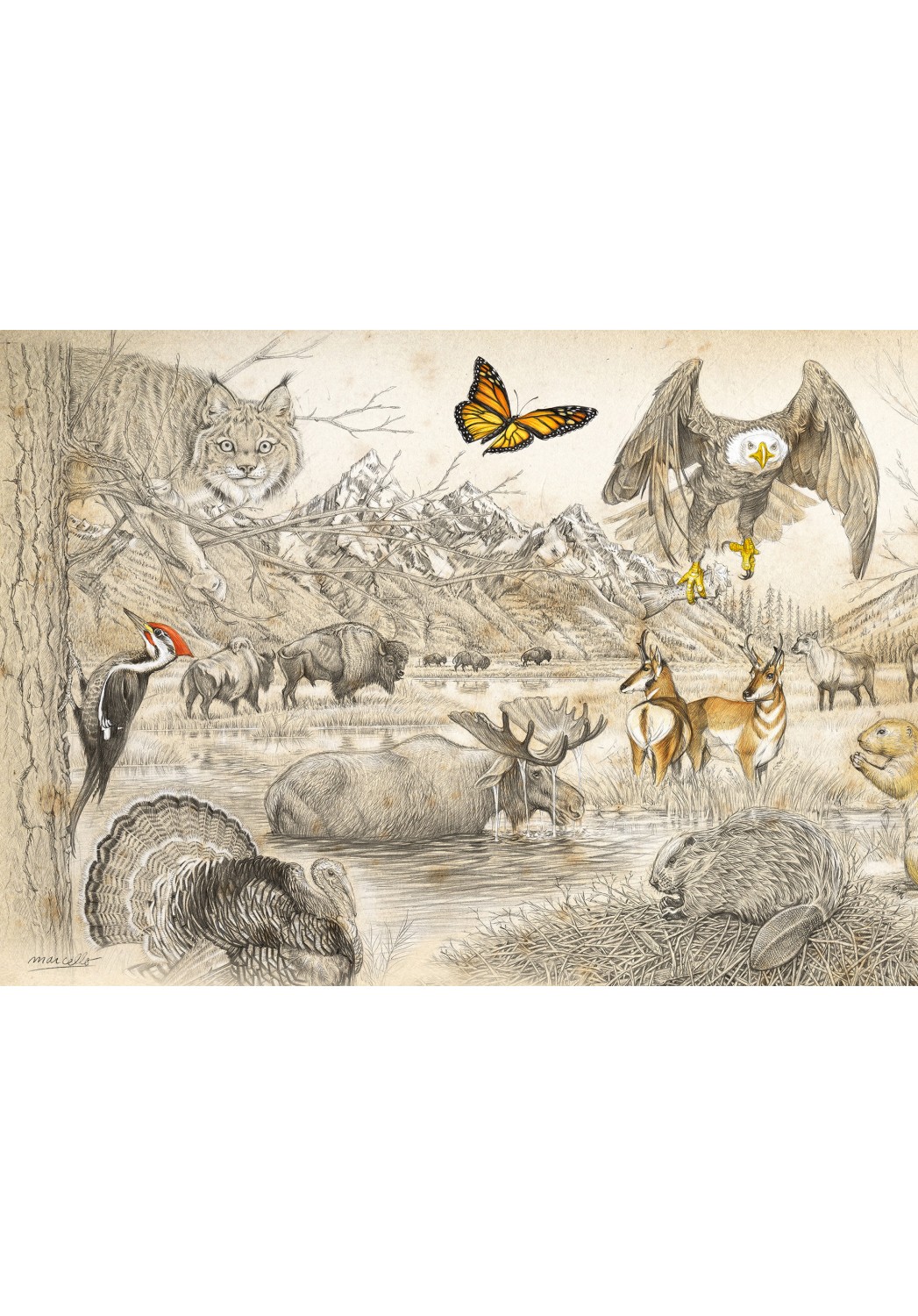 Marcello-art: Wish Card 393A - Wildlife North America