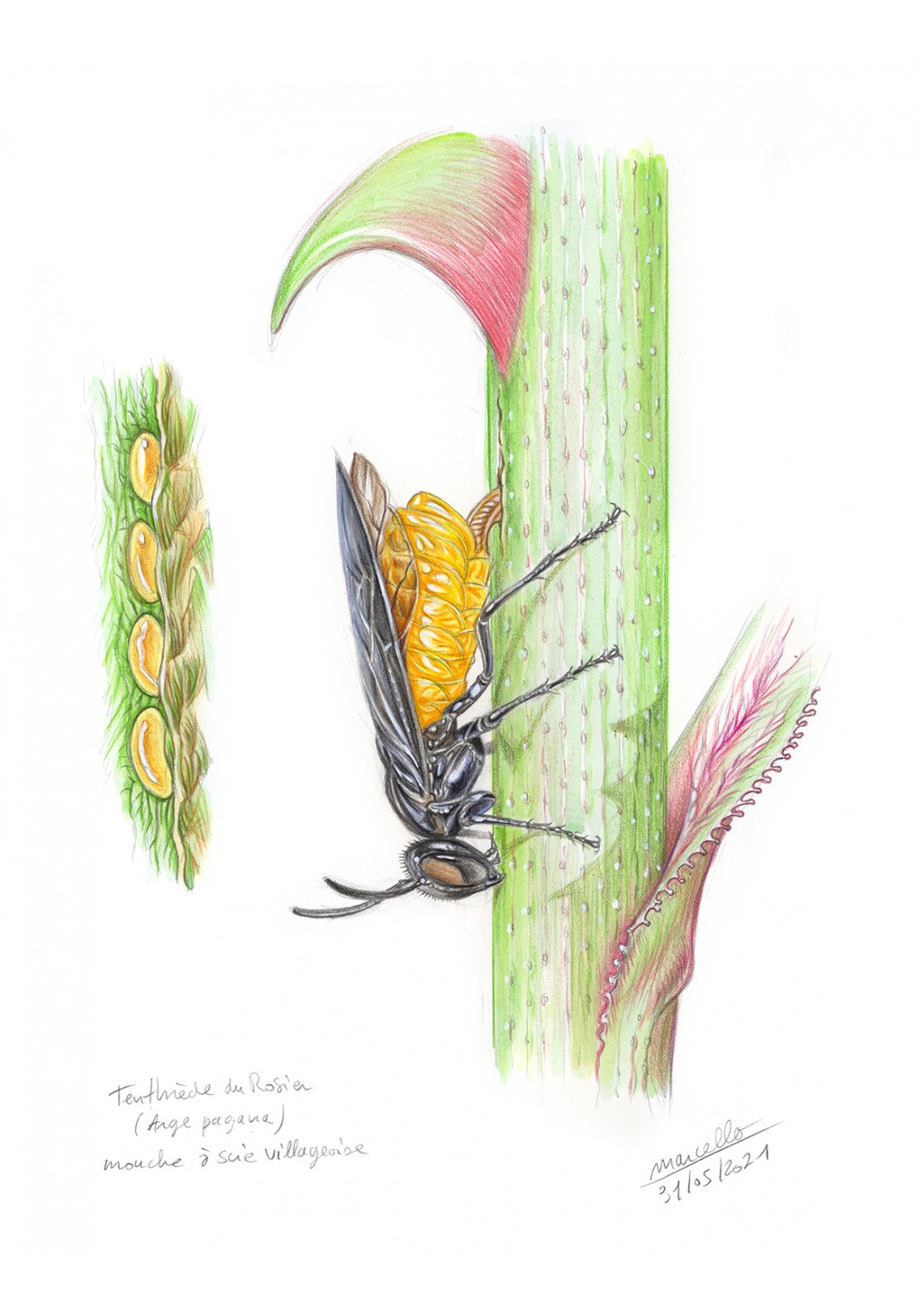 Marcello-art: Entomology 427 - Rose Moth (Arge pagana)