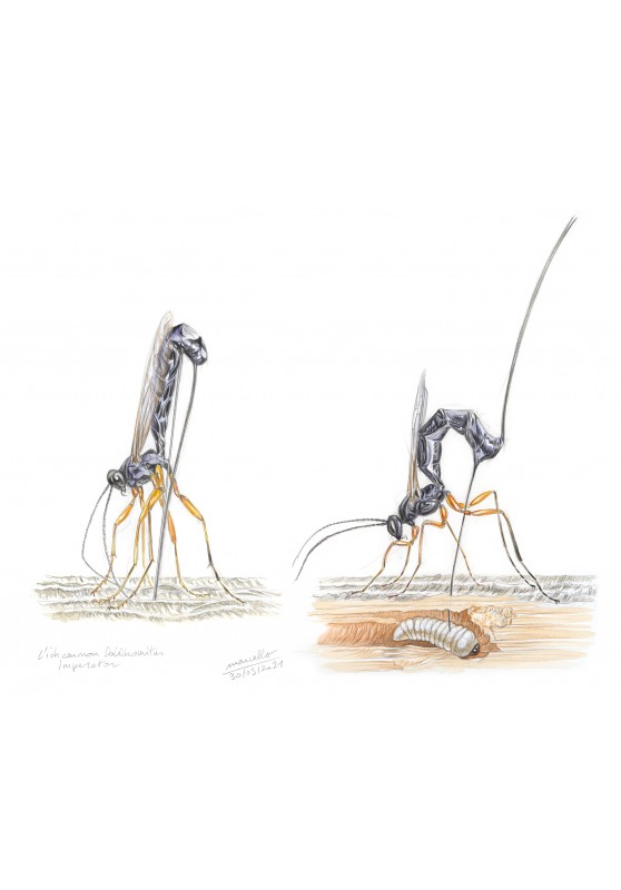 Marcello-art: Entomology 428 - Dolichomitus Imperator