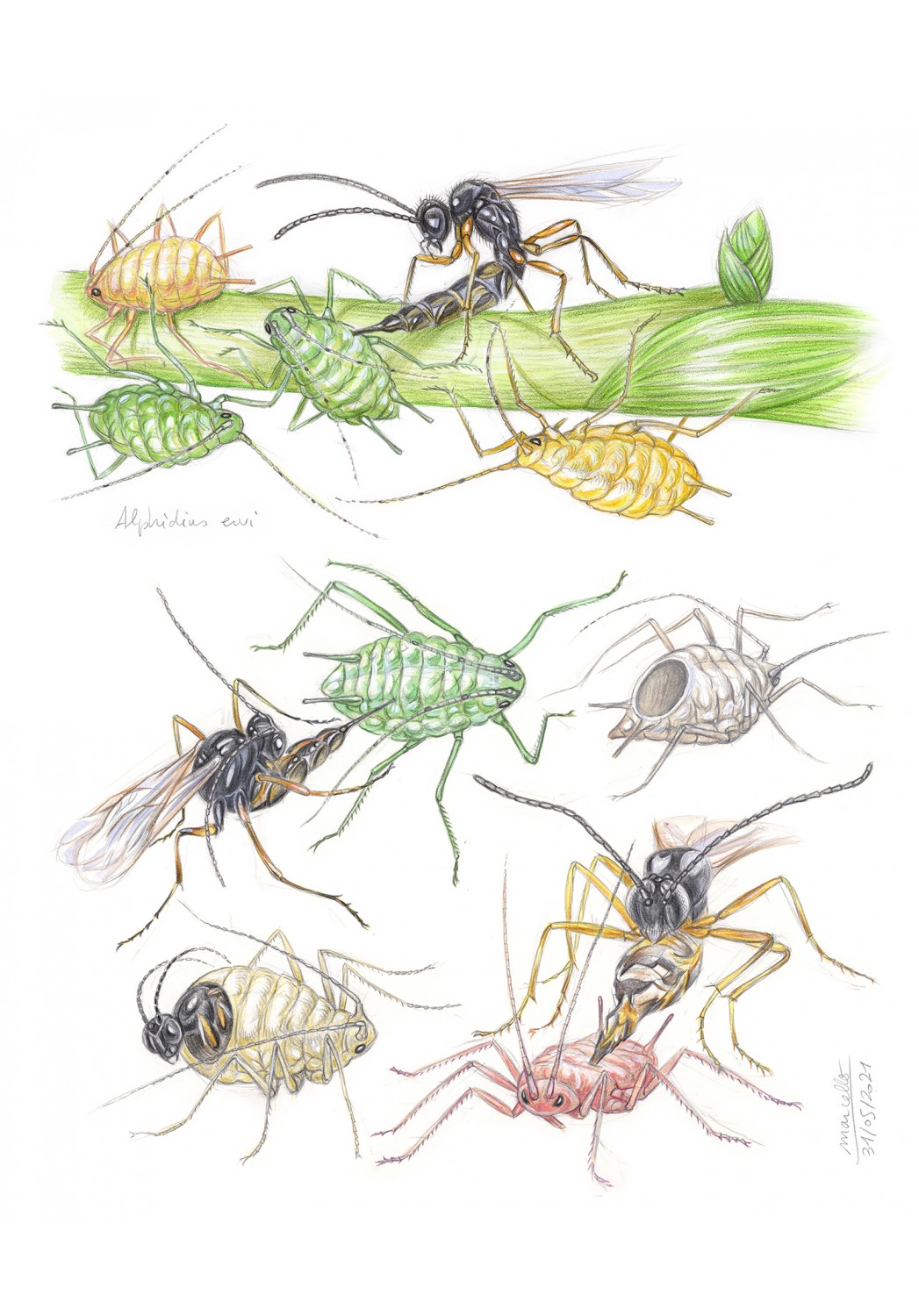Marcello-art: Entomology 429 - Aphidius ervi