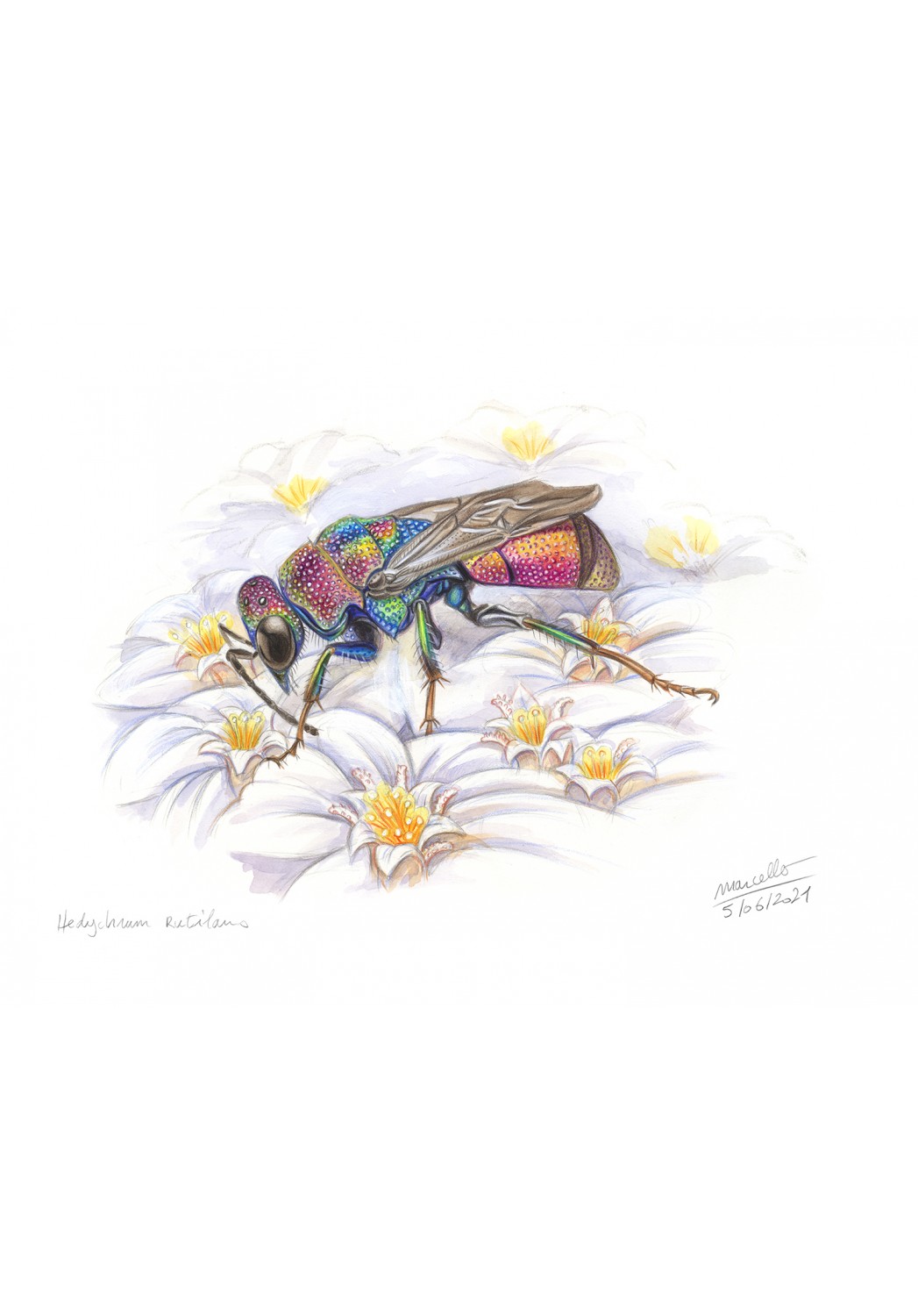 Marcello-art : Entomologie 430 - Hedychrum rutilans
