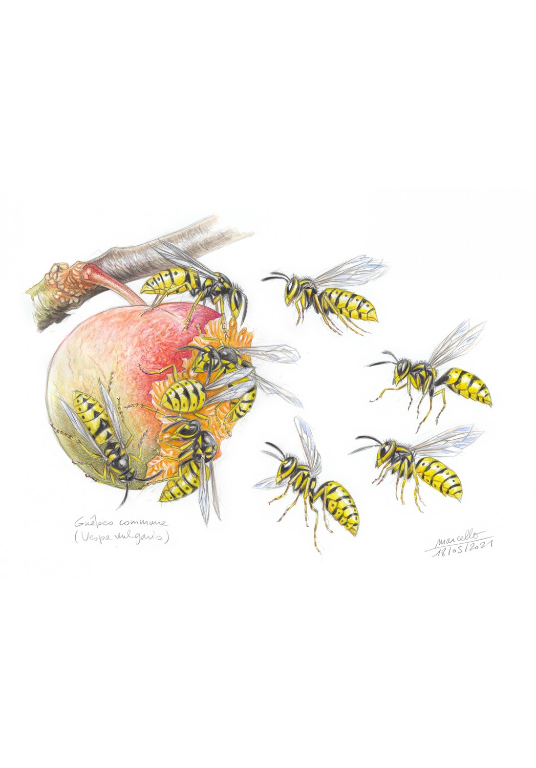 Marcello-art : Entomologie 432 - Guêpe commune (Vespa vulgaris)