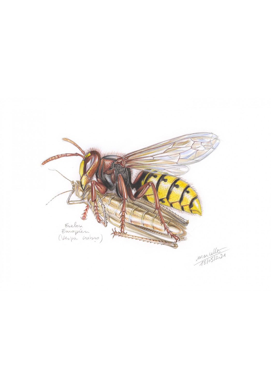 Marcello-art: Entomology 433 - European hornet (Vespa crabro)