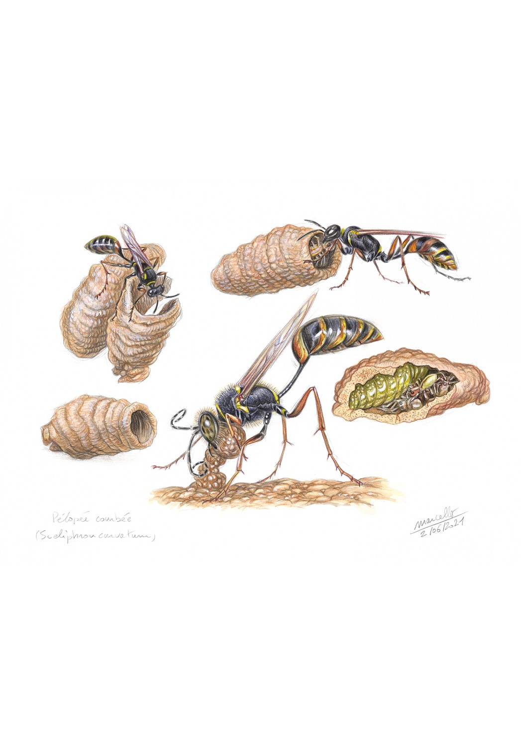 Marcello-art : Entomologie 435 - Pélopée courbée (Sceliphron curvatum)