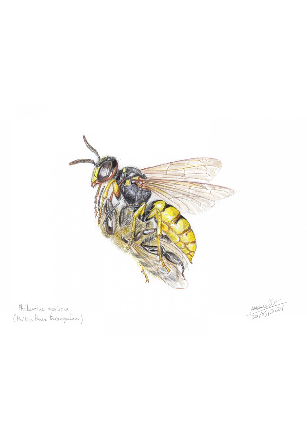 Marcello-art : Entomologie 436 - Philanthe apivore (Philanthus triangulum)