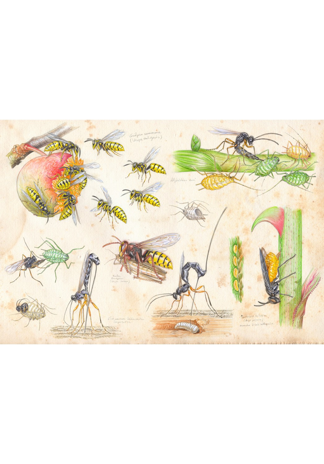 Marcello-art : Entomologie 425 - Étude 5 guêpes