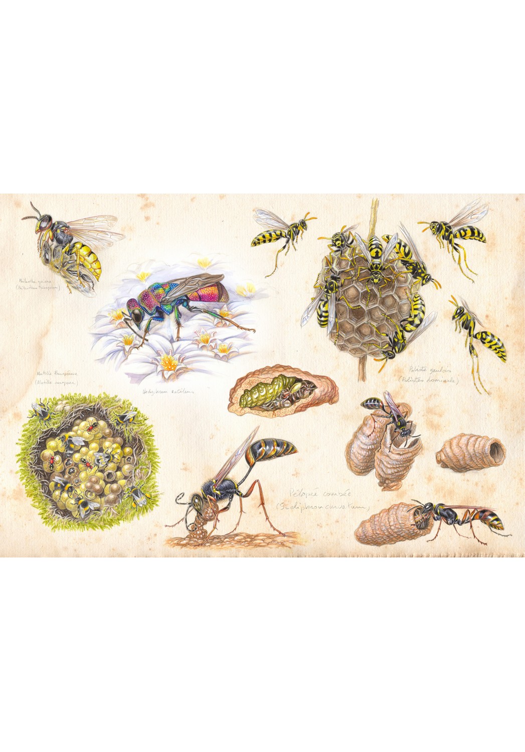 Marcello-art : Entomologie 426 - Étude 5 guêpes