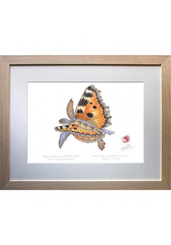 Marcello-art : Entomologie 438 - Tortue papillon