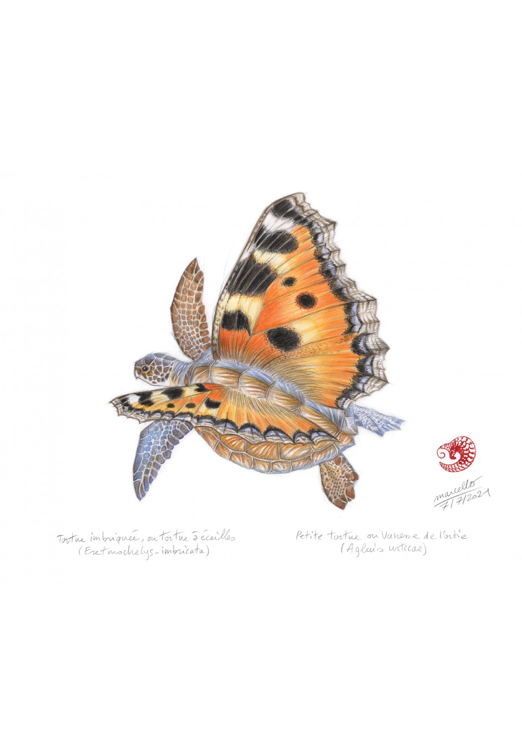 Marcello-art: Wish Card 438 - Butterfly turtle