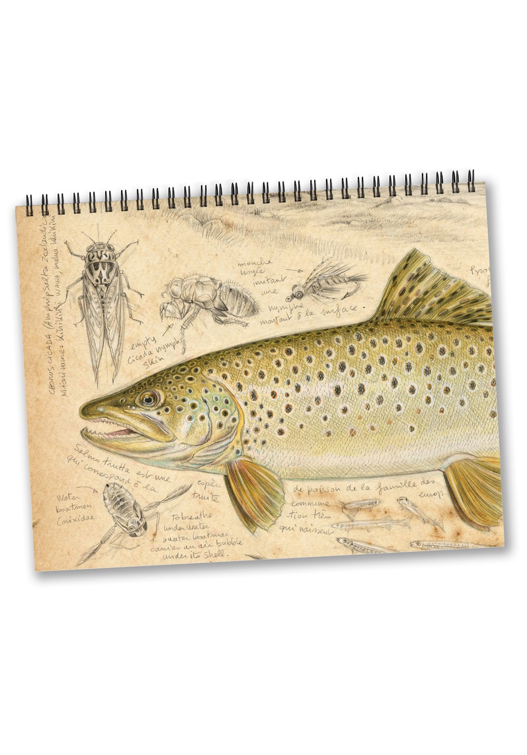 Marcello-art: Editions Calendar 2023 Fishs