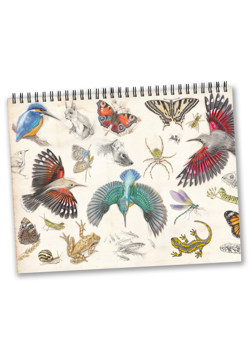 Marcello-art: Editions Calendar 2026 Naturalized