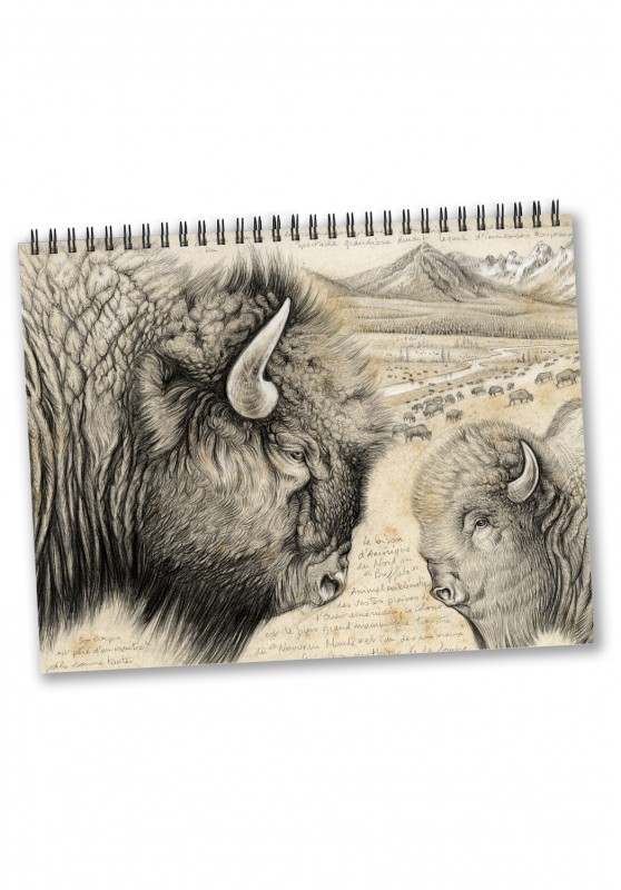 Marcello-art: Editions Calendar 2024 North america wildlife