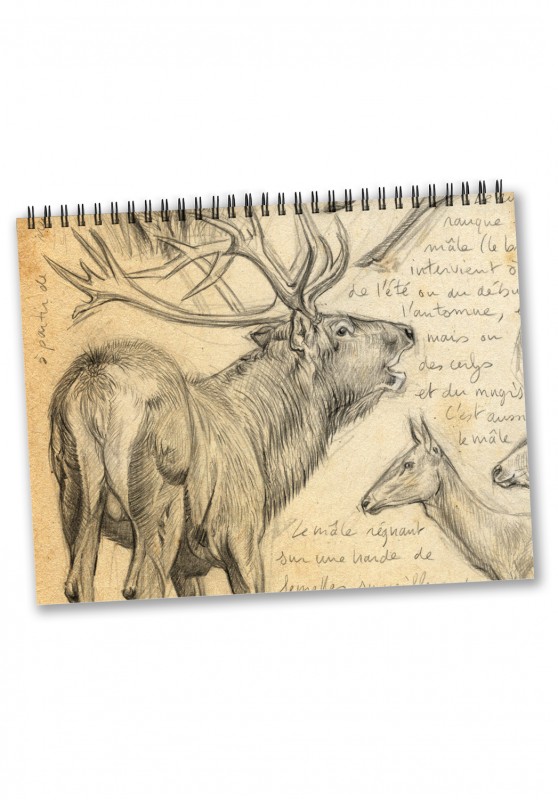 Marcello-art: Editions Calendar 2025 Cervidae and wild boars