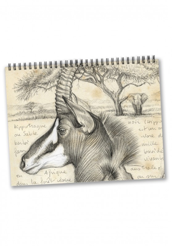 Marcello-art: Editions Calendar 2023 antelopes