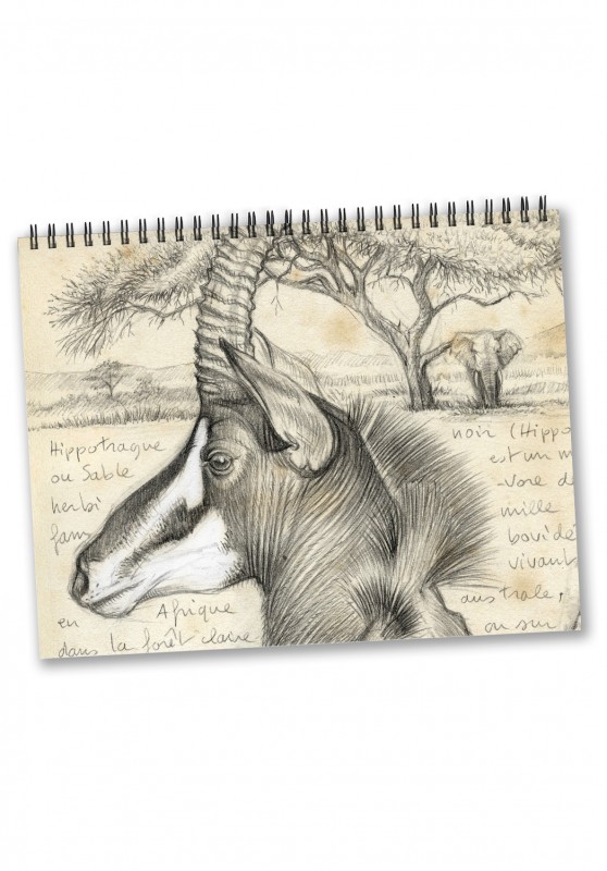 Marcello-art: Editions Calendar 2025 antelopes