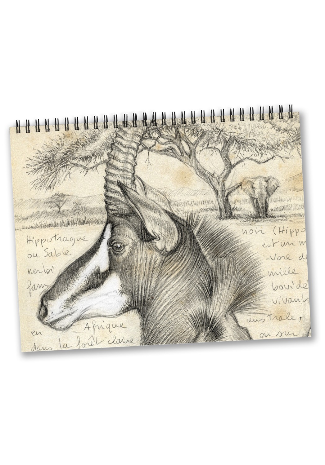 Marcello-art: Editions Calendar 2025 antelopes