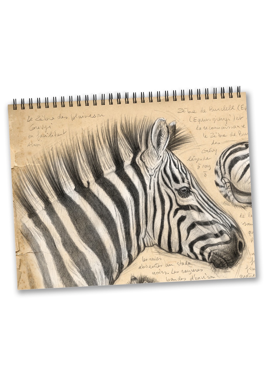 Marcello-art: Editions Calendar 2026 Africa