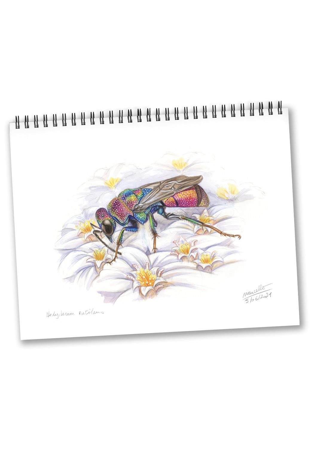 Marcello-art : Éditions Calendrier 2023 Insectes