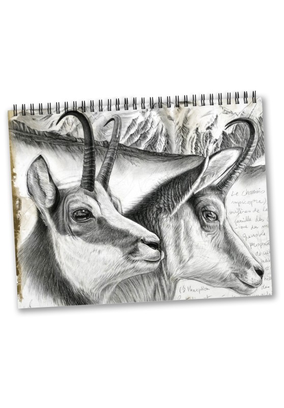 Marcello-art: Editions Calendar 2024 Mountain Wildlife