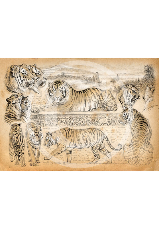 Marcello-art: Editions 249 - H&H Tiger