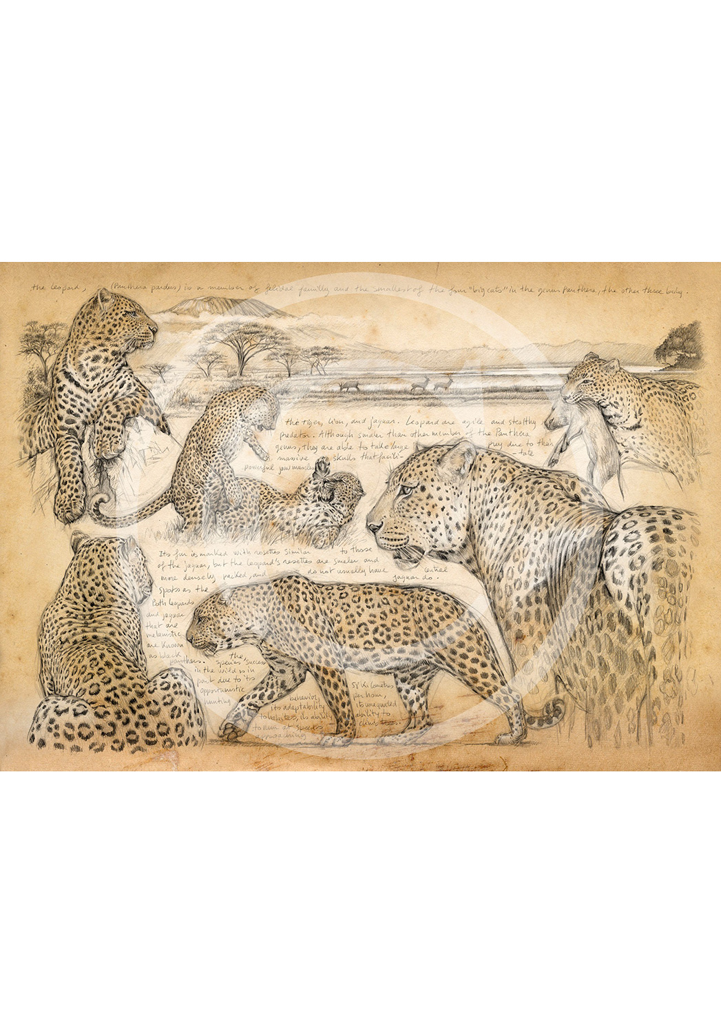 Marcello-art: Editions 247 - H&H Big Five Leopard
