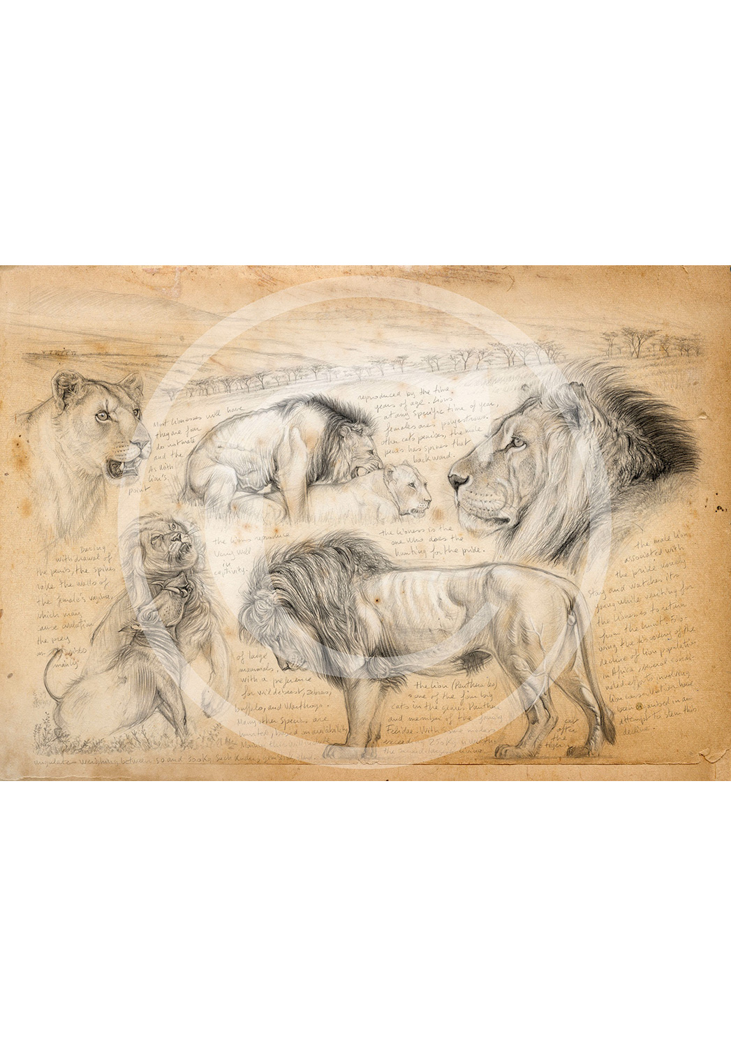 Marcello-art : Éditions 245 - H&H Big Five Lion