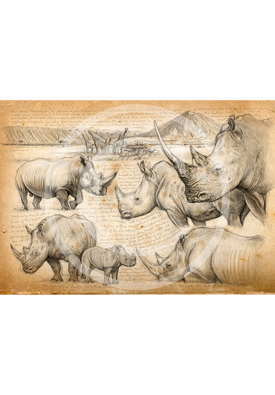 Marcello-art : Éditions 198 - H&H Big Five Rhinocéros blanc
