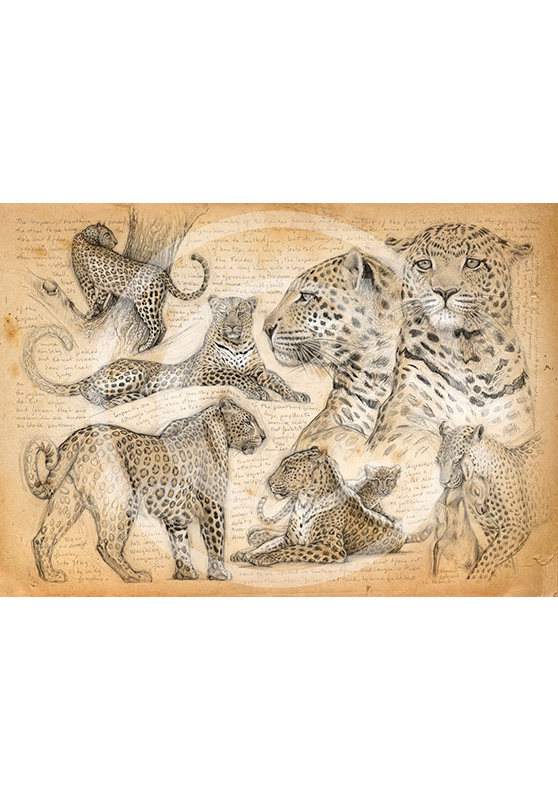 Marcello-art: Editions 197 - H&H Big Five Leopard