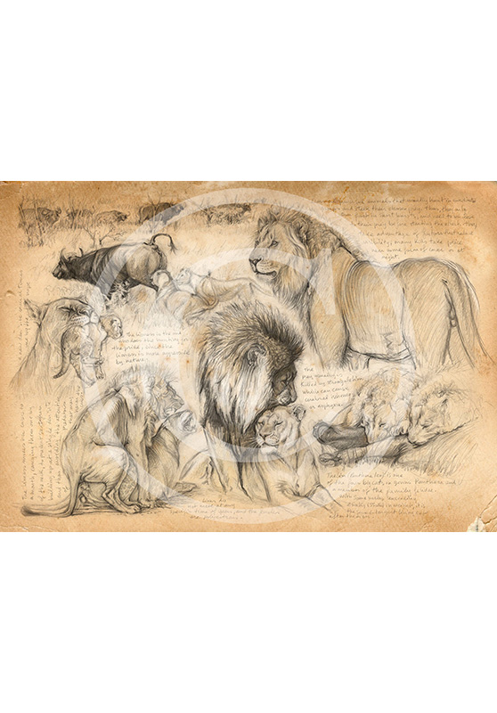 Marcello-art: Editions 195 - H&H Big Five Lion