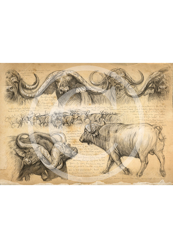 Marcello-art: Editions 194 - H&H Big Five Cap buffalo